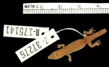 Media type: image;   Herpetology R-175141